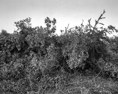 Garrigue 1_13