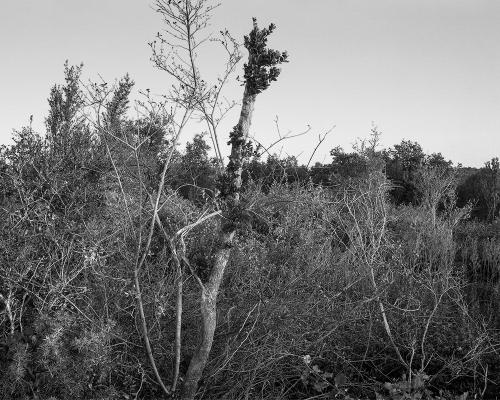 Garrigue 1_16