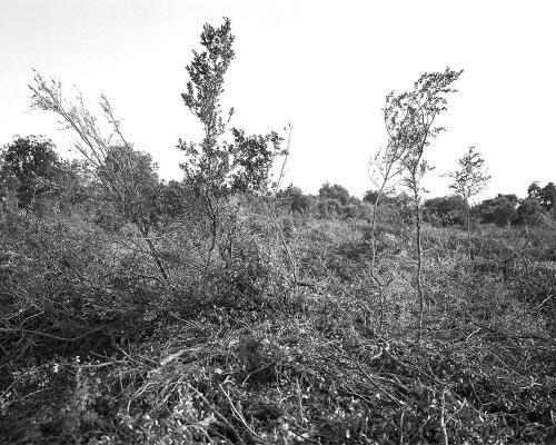 Garrigue 1_19