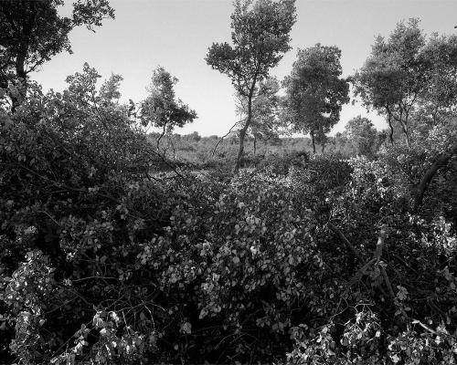 Garrigue 1_1
