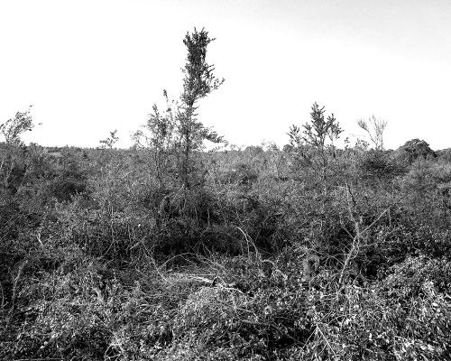 Garrigue 1_22