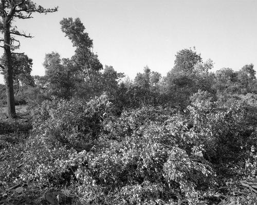 Garrigue 1_2