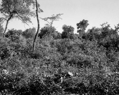 Garrigue 1_3