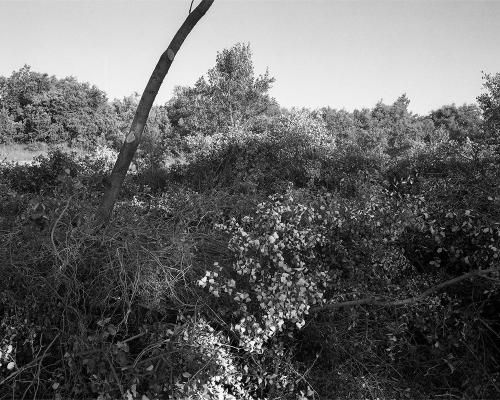 Garrigue 1_7