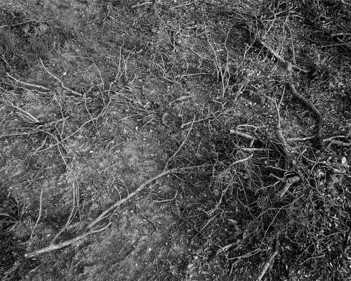 Garrigue 2_12