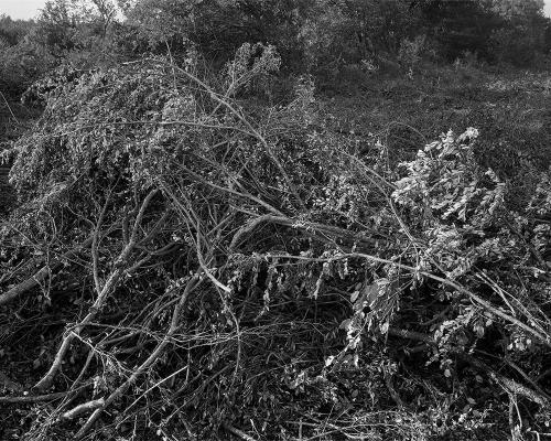 Garrigue 2_2