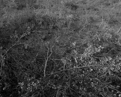 Garrigue 2_7